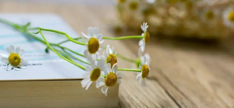 �뿼������ѯʦ֤����ô��ȡ��