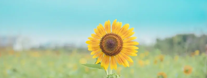 �뱨��������ѯʦ֤����ô��ȡ