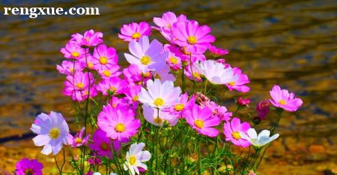 Ӱ������רҵ����ʲô�� Ӱ������רҵ�ľ�ҵ����