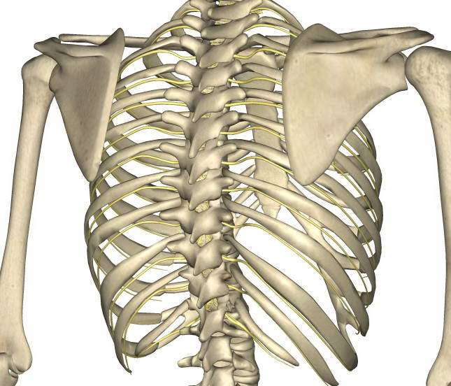 ����������ѵ��