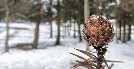 加拿大留学申请医学专业条件如何?含金量怎么样?